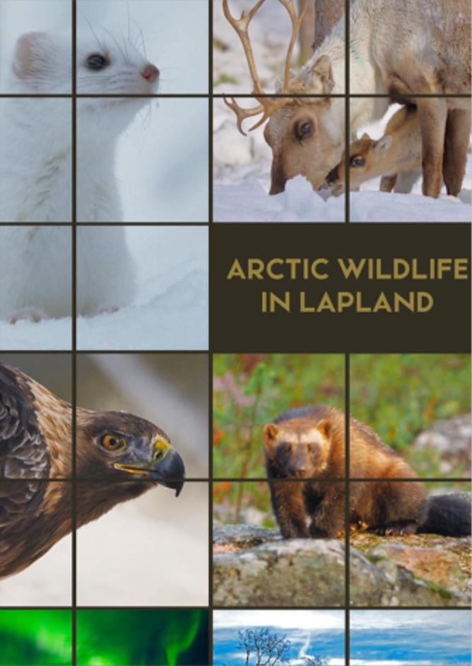 Arctic-Wildlife-in-Lapland-VP